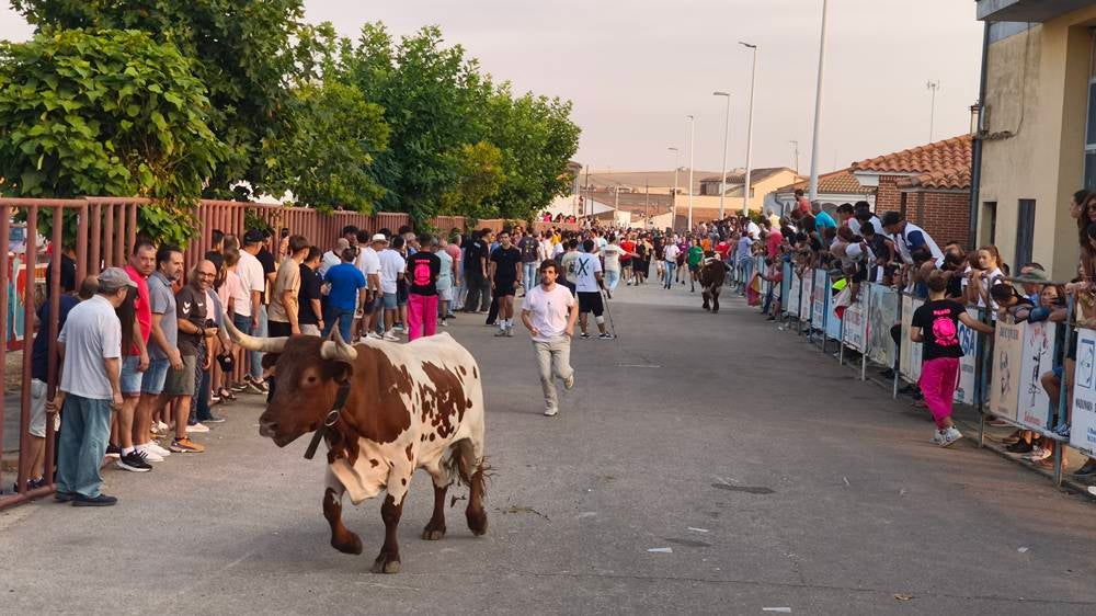 Multitudinario segundo encierro en Macotera