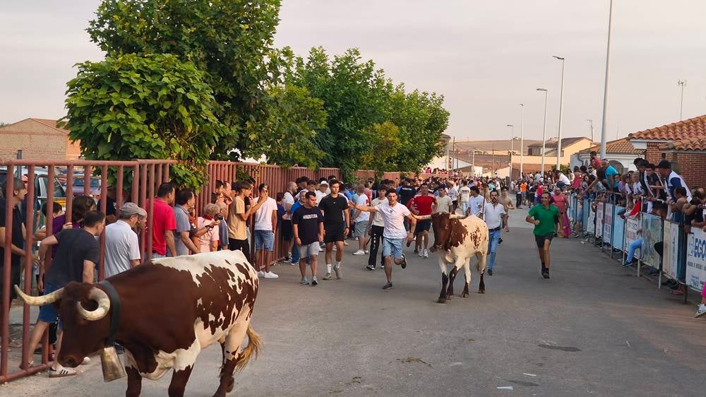 Multitudinario segundo encierro en Macotera