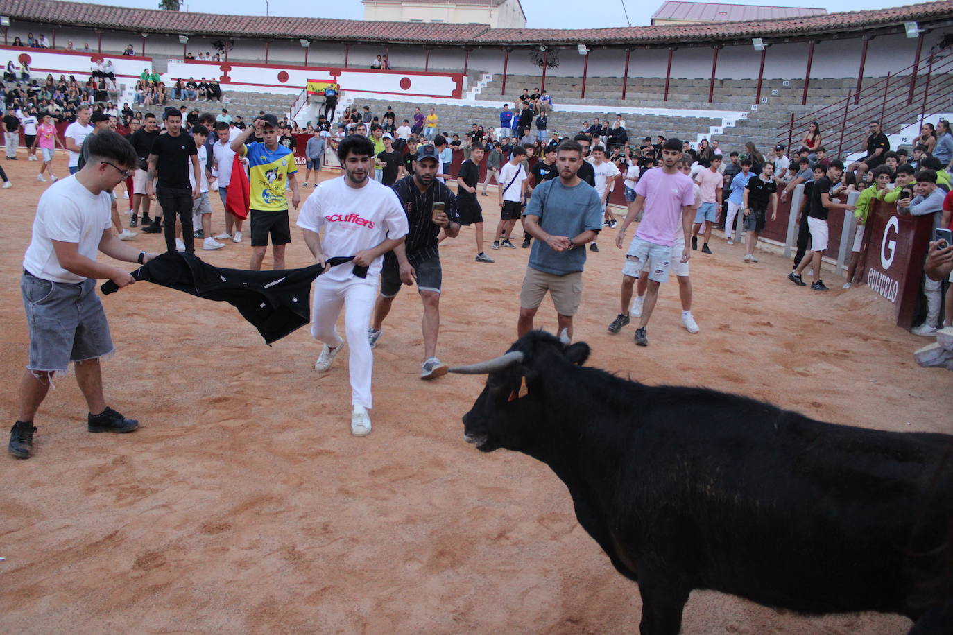Guijuelo vive con intensidad la vaquilla del aguardiente