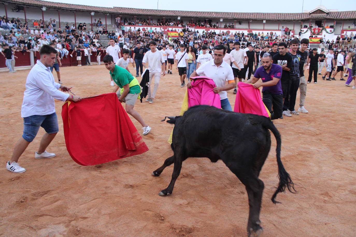 Guijuelo vive con intensidad la vaquilla del aguardiente