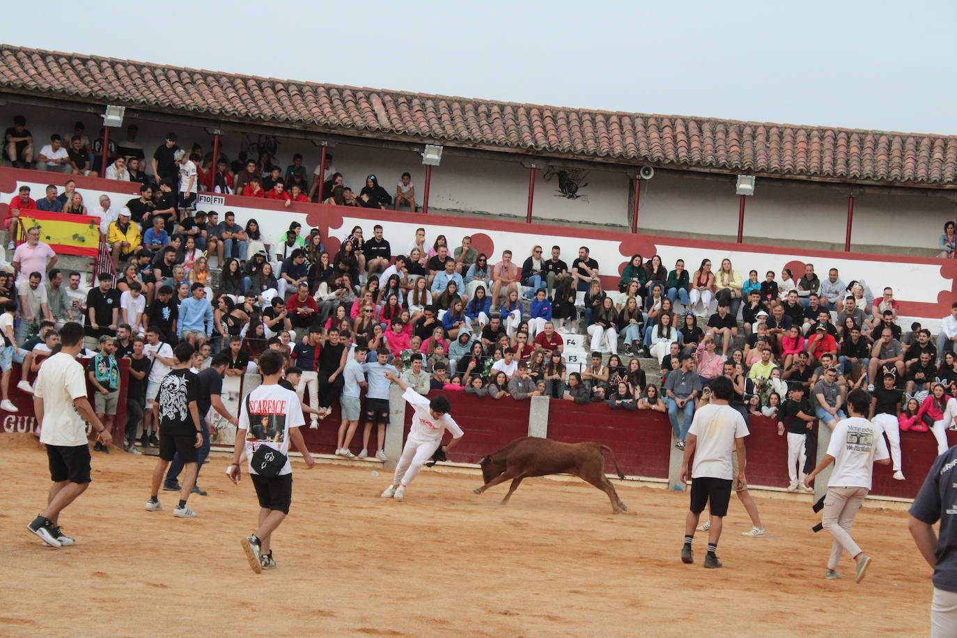 Guijuelo vive con intensidad la vaquilla del aguardiente