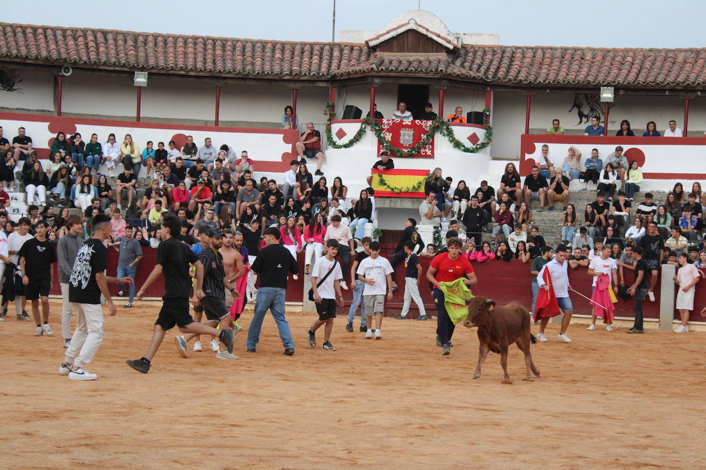 Guijuelo vive con intensidad la vaquilla del aguardiente