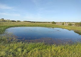 Imagen de una charca que sobrevive al calor.