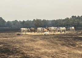 Vacas, en las proximidades de Espadaña, este lunes, tras el fuego.