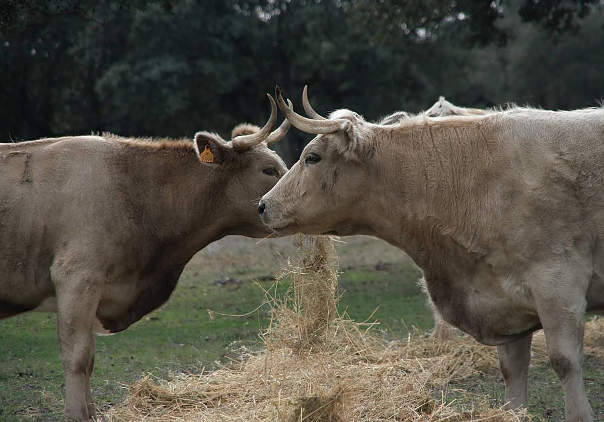 Dos vacas, en una explotación ganadera.