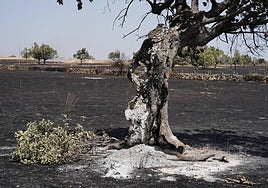 Imagen de una zona calcinada en El Payo.