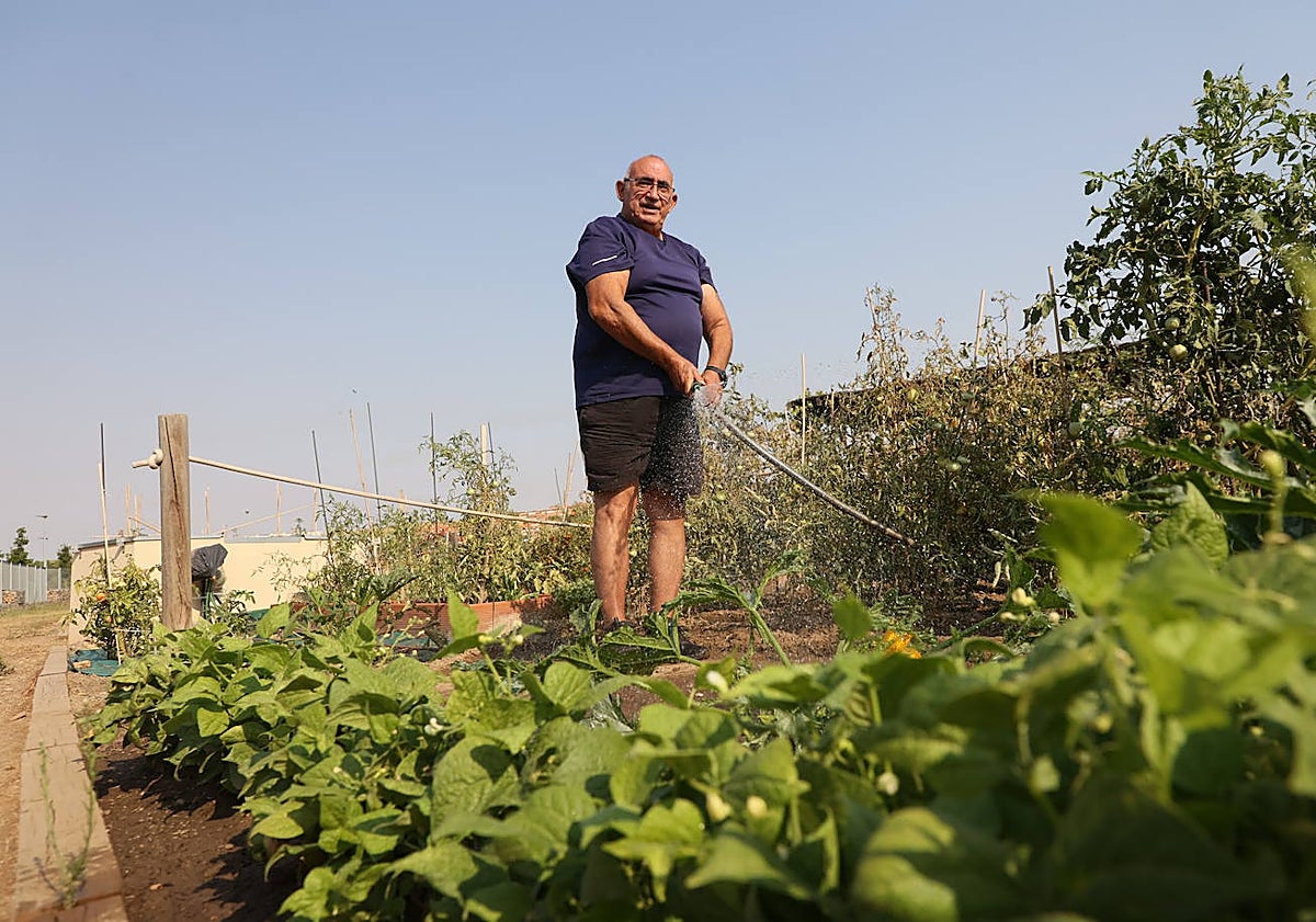 Imagen principal - Los usuarios de los huertos urbanos de Salamanca sufren robos puntuales en sus parcelas. Consideran que las cámaras situadas en el recinto no son suficientes para garantizar la seguridad de los huertos ni la convivencia entre los hortelanos. En algunas ocasiones, los conflictos han llegado a los insultos e incluso a las agresiones físicas.