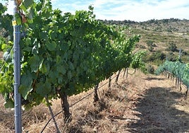 Un viñedo situado en las Arribes del Duero.