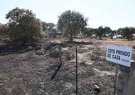 Imagen del pinar tras el incendio