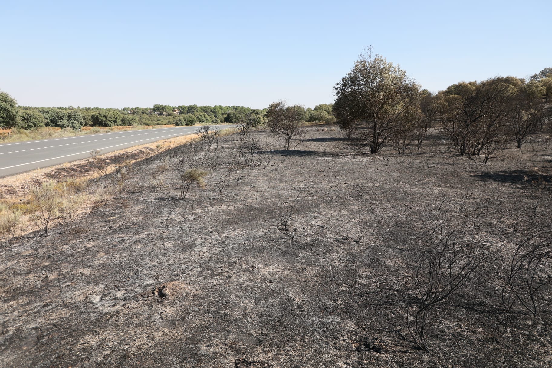 Así ha quedado el pinar tras el fuego