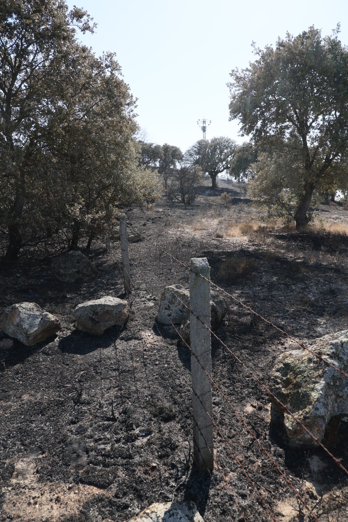 Así ha quedado el pinar tras el fuego