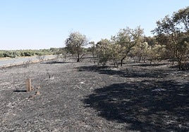 Imagen del incendio declarado en el pinar de Alba.