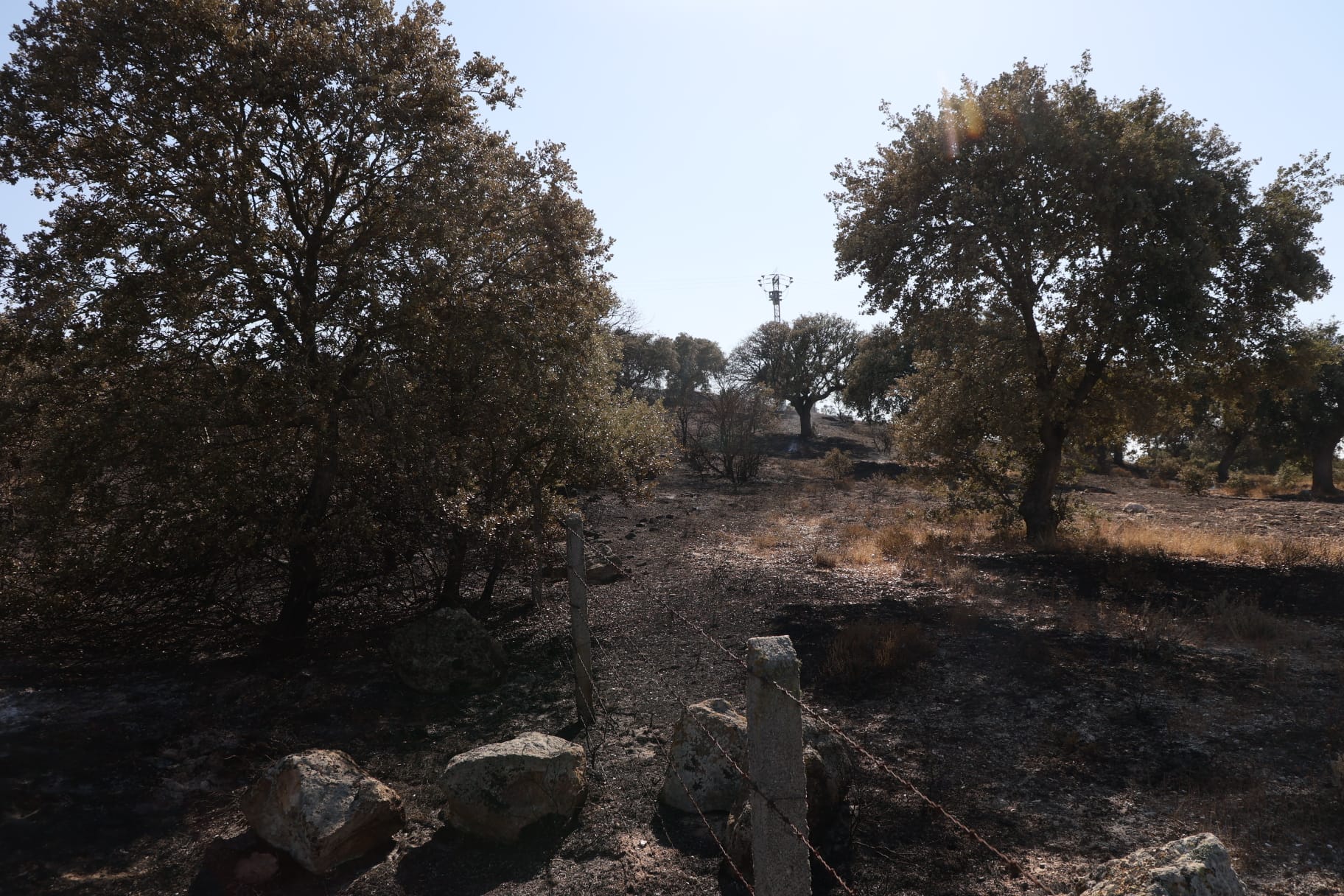 Así ha quedado el pinar tras el fuego