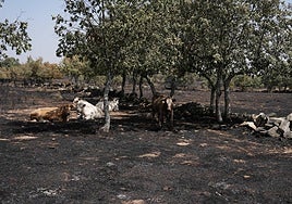 Imagen de una zona calcinada en Cerezal de Puertas.