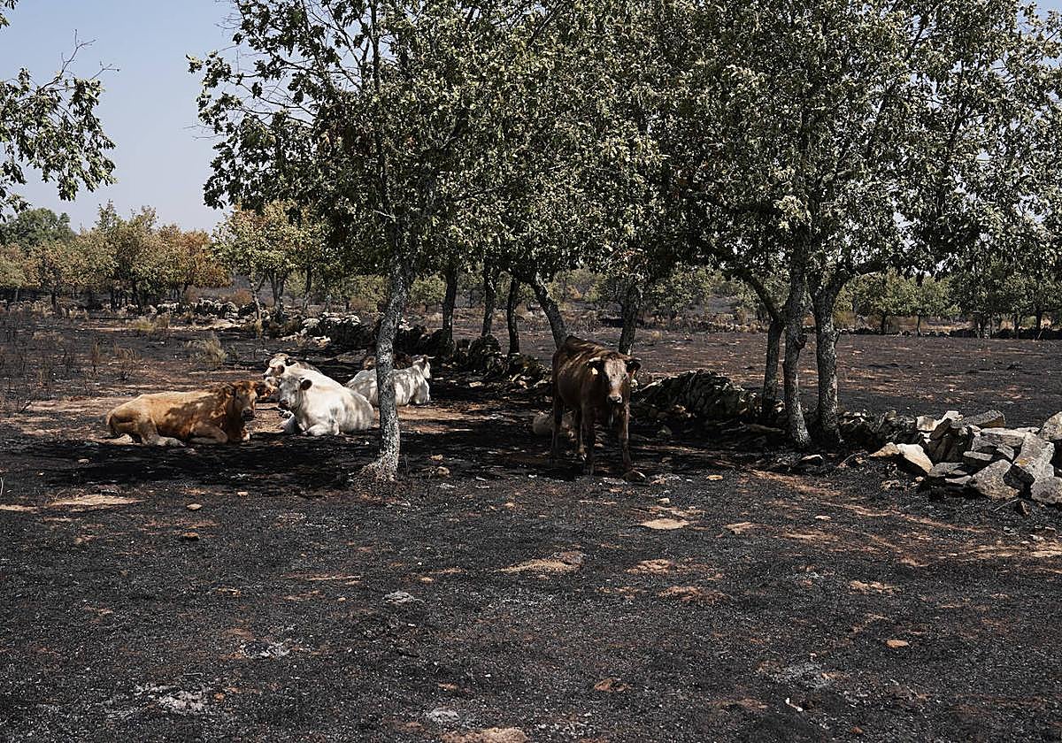 Imagen de una zona calcinada en Cerezal de Puertas.