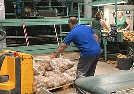 Preparación de patata en una cooperativa.