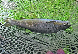 Pesca de una trucha en el río Alberche.