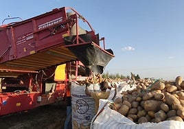 Cosecha de patatas en Cantalapiedra.