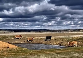 Ganado vacuno alrededor de una charca.