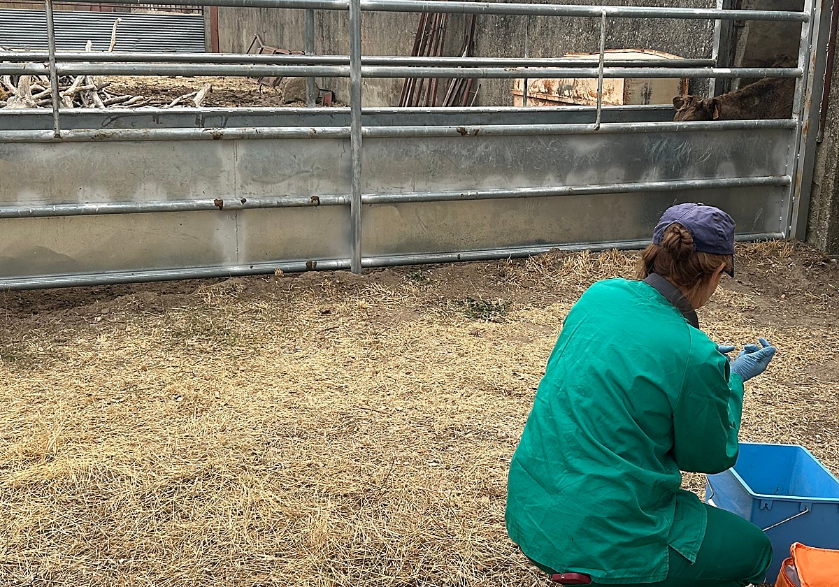 Una veterinaria realiza el saneamiento ganadero.