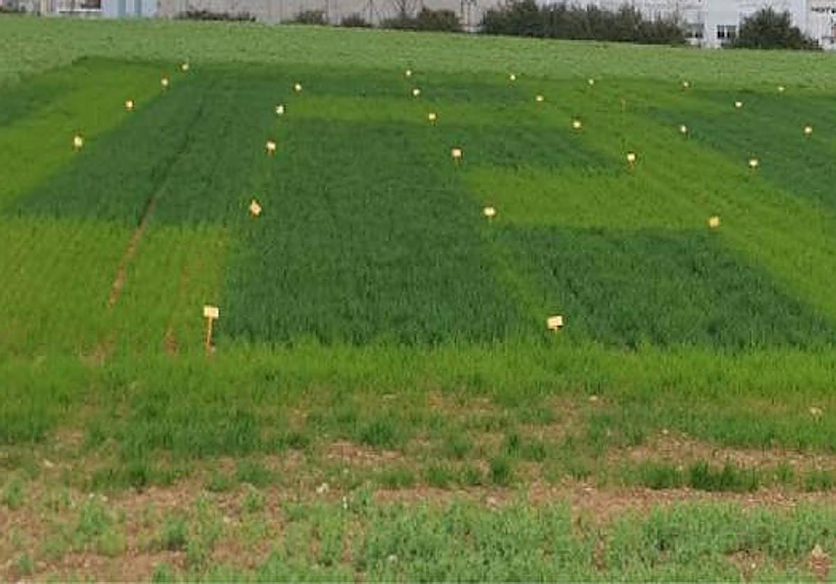 Imagen de un ensayo con la tecnología AZO-N en trigo realizado en la Universidad Pública de Navarra.