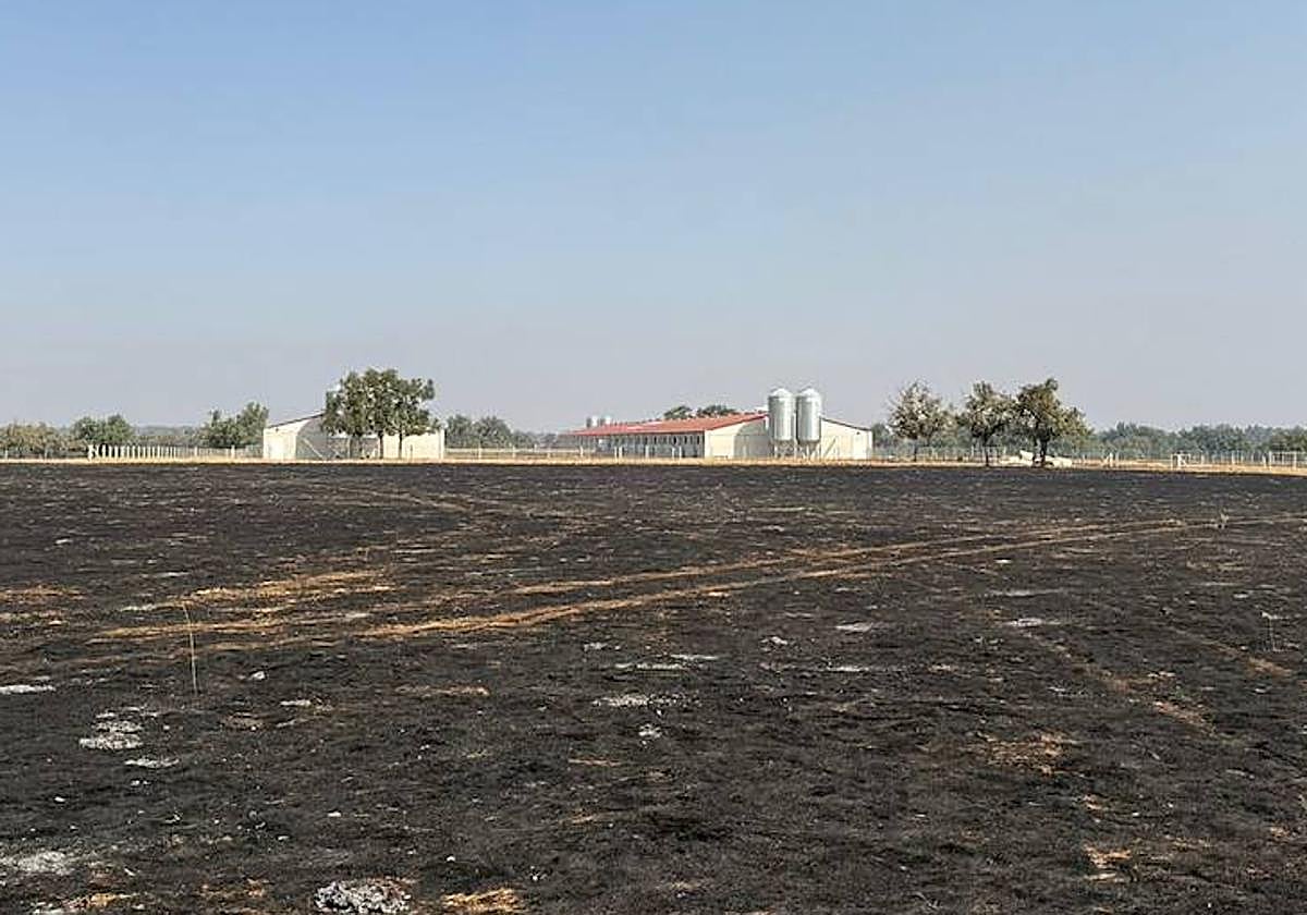 A pesar de la devastación del incendio, las instalaciones de la explotación se mantienen intactas gracias a las medidas de protección previas.