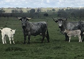 Ganado de raza morucha en las dehesas salmatinas.