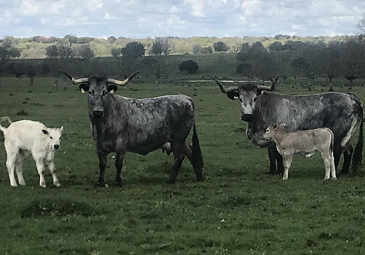 Ganado de raza morucha en las dehesas salmatinas.