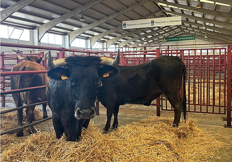 La sayaguesa, junto a la alistana-sanabresa, ya en sus corrales.