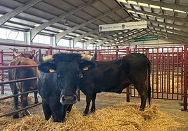 La sayaguesa, junto a la alistana-sanabresa, ya en sus corrales.