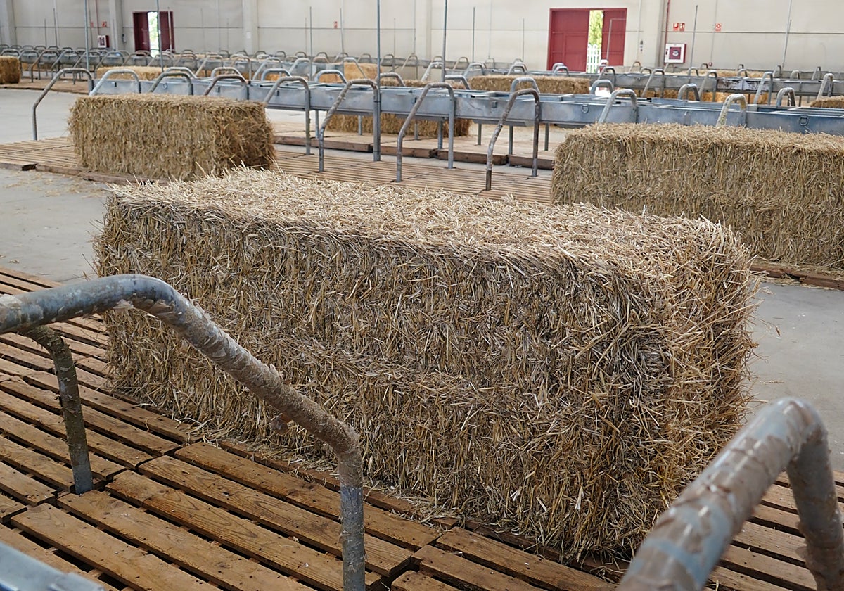 Nave ganadera en la feria, donde se esperan un millar de ejemplares de vacuno.