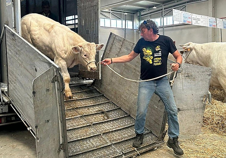 A tope en Salamaq: unos animales se resisten más a entrar que otros