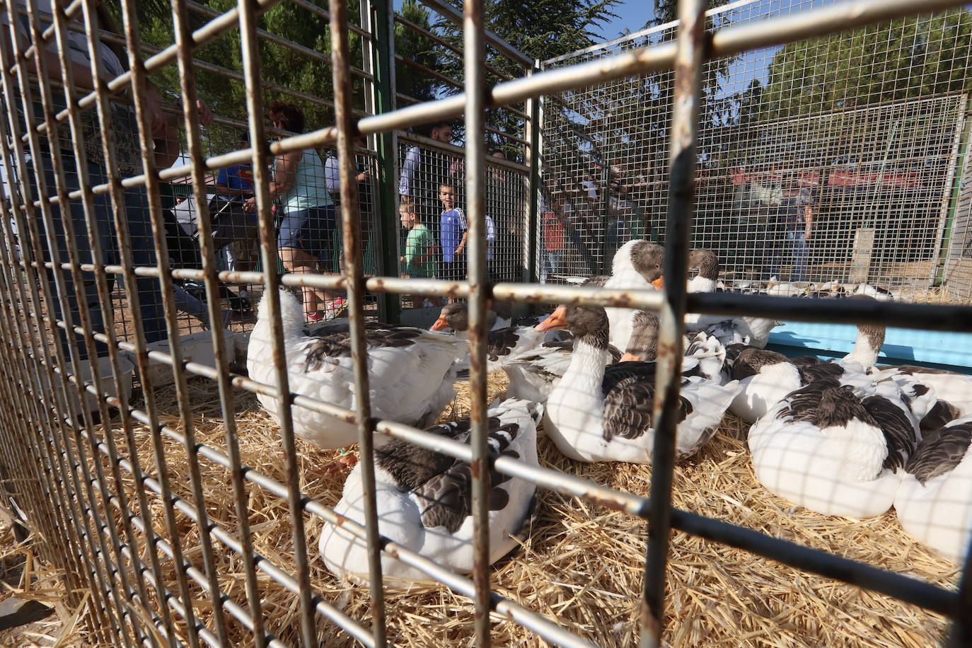 Las mejores imágenes del primer día de Salamaq 2025