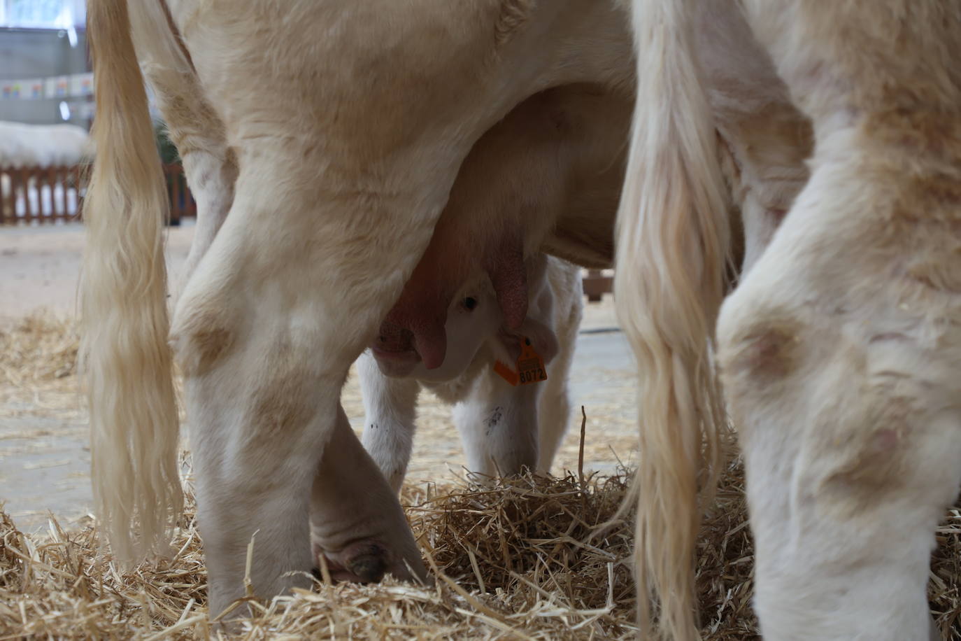 Las mejores imágenes del primer día de Salamaq 2025