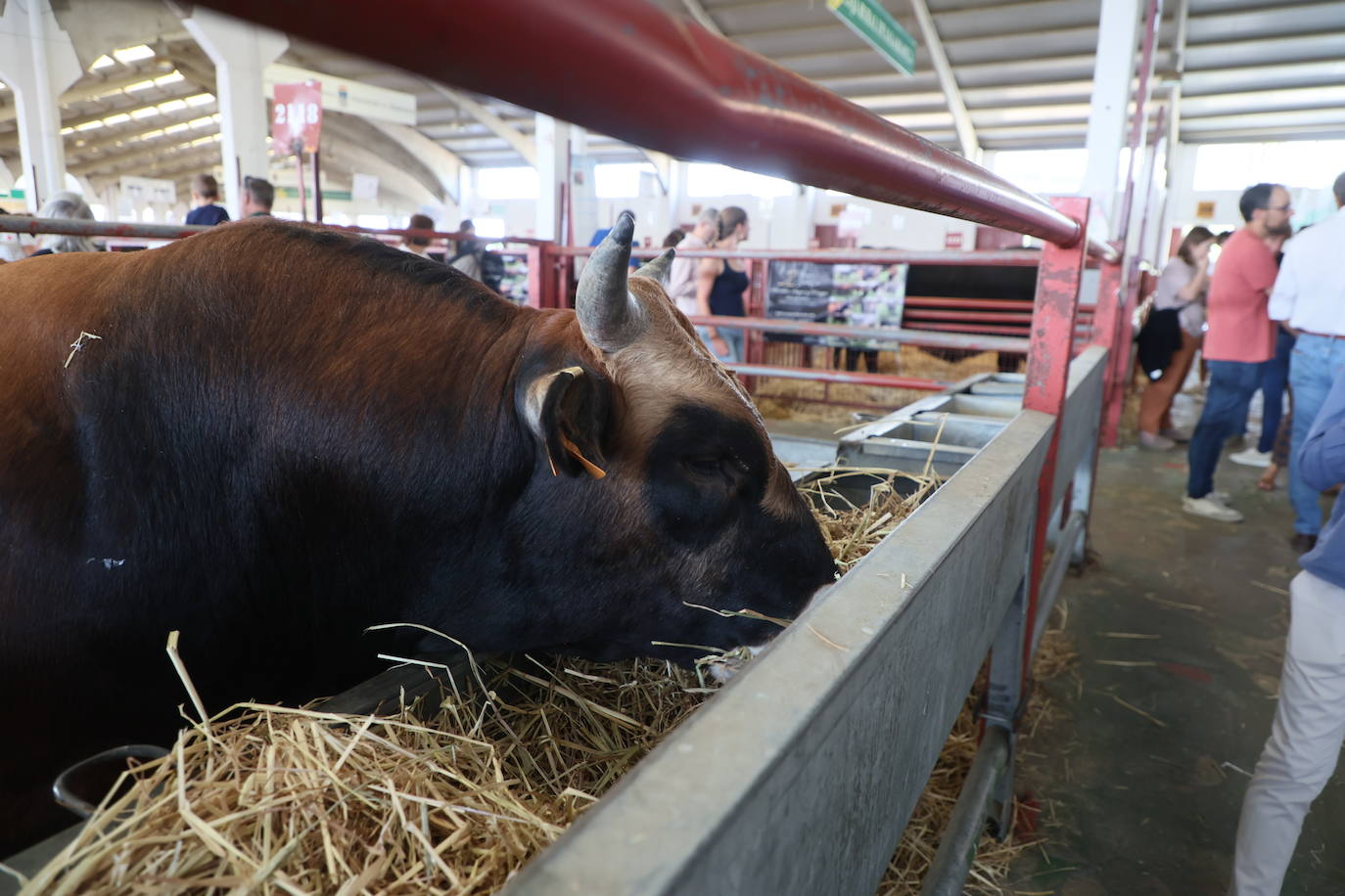 Las mejores imágenes del primer día de Salamaq 2025