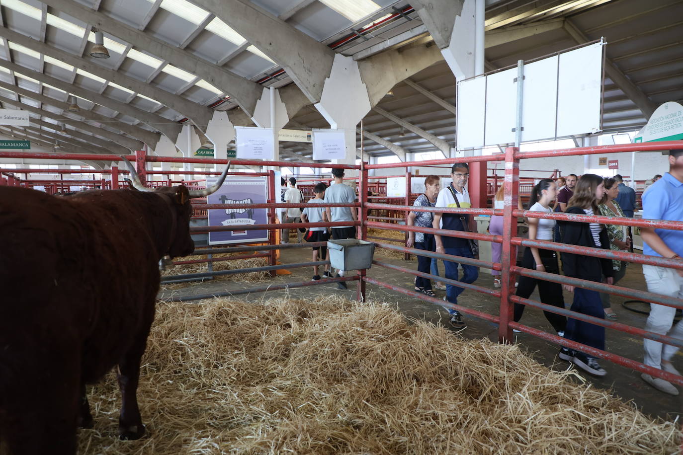 Las mejores imágenes del primer día de Salamaq 2025