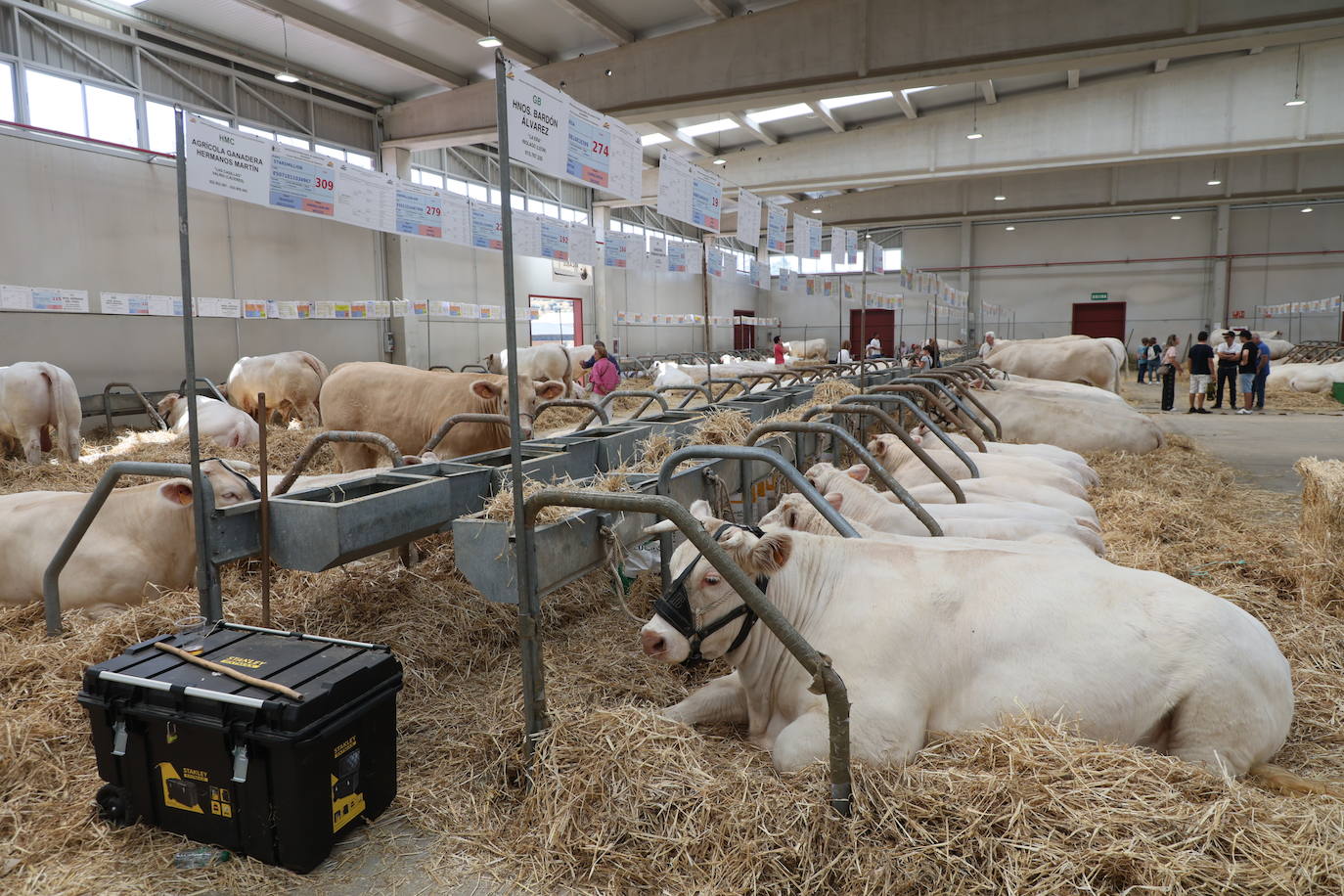 Las mejores imágenes del primer día de Salamaq 2025