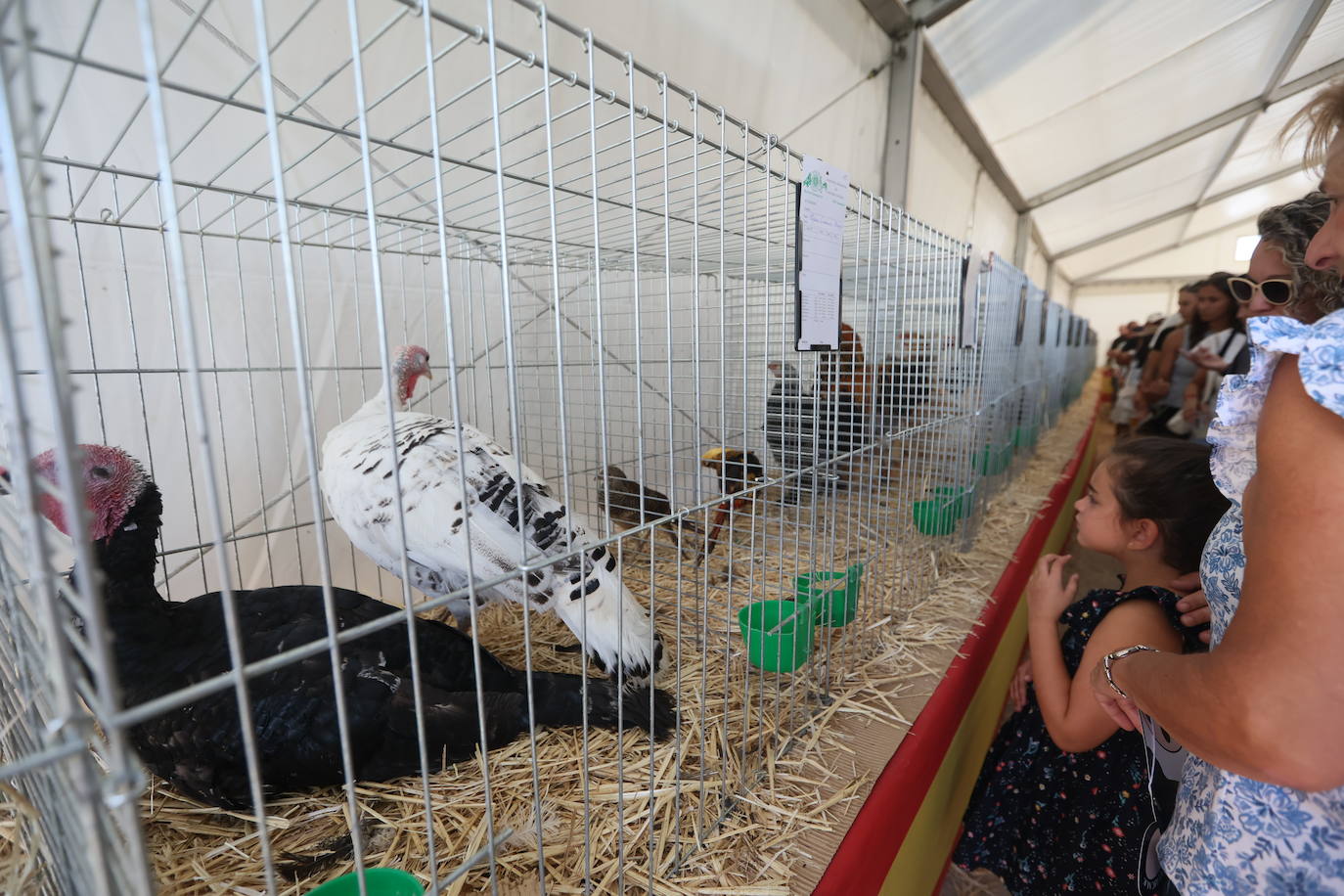 Las mejores imágenes del primer día de Salamaq 2025