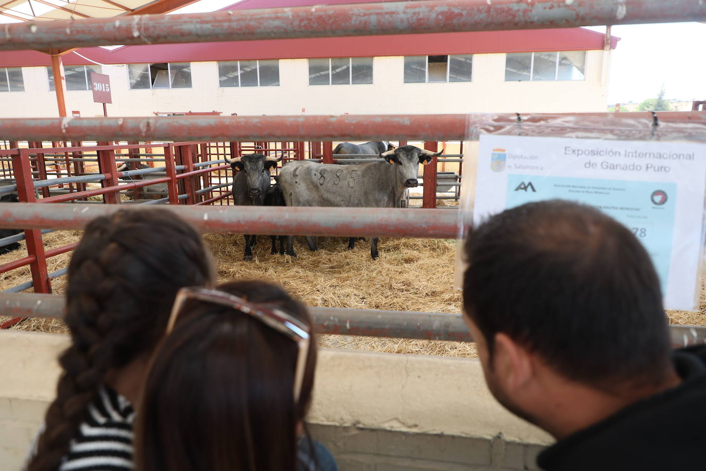 Las mejores imágenes del primer día de Salamaq 2025