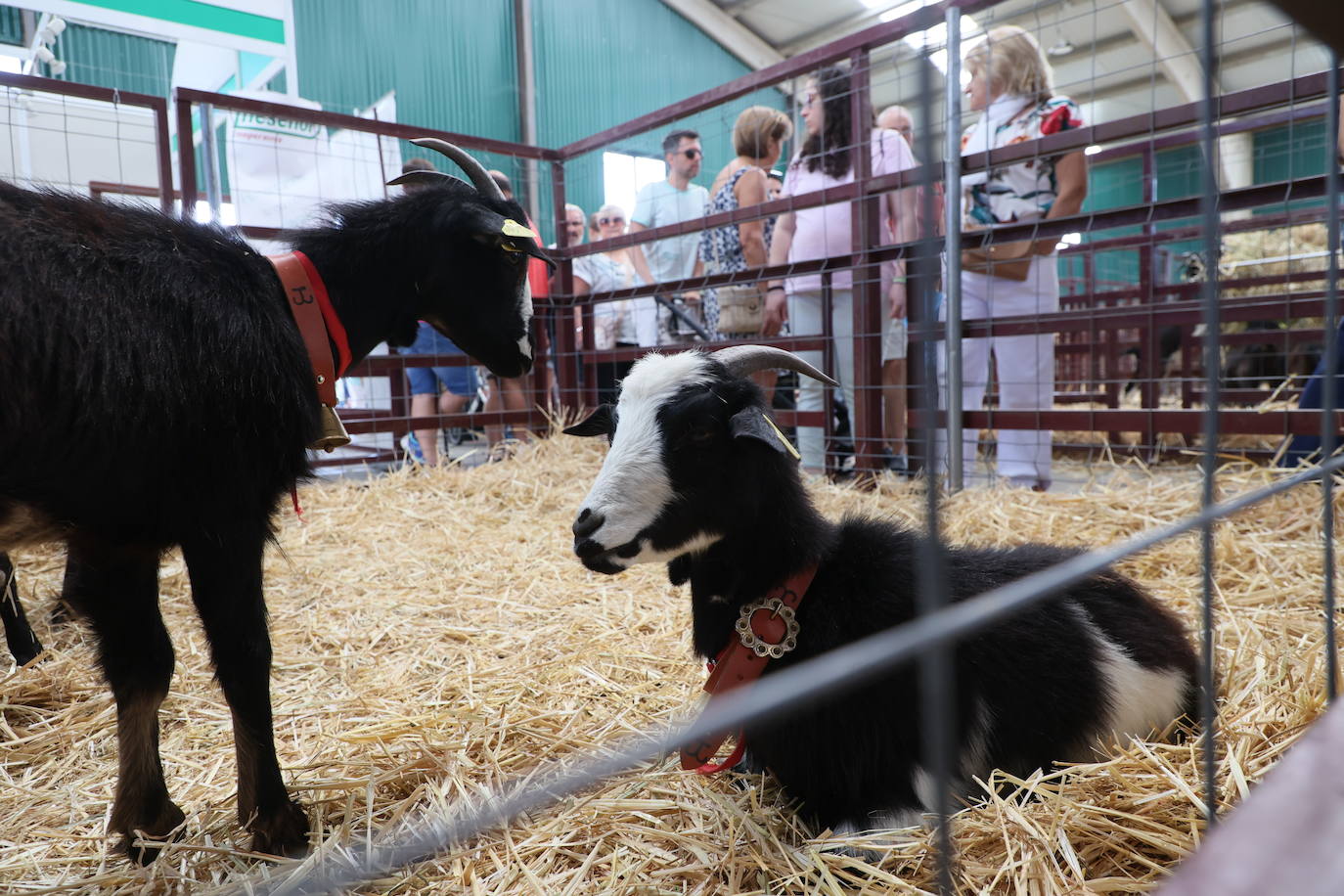 Las mejores imágenes del segundo día de Salamaq 2025