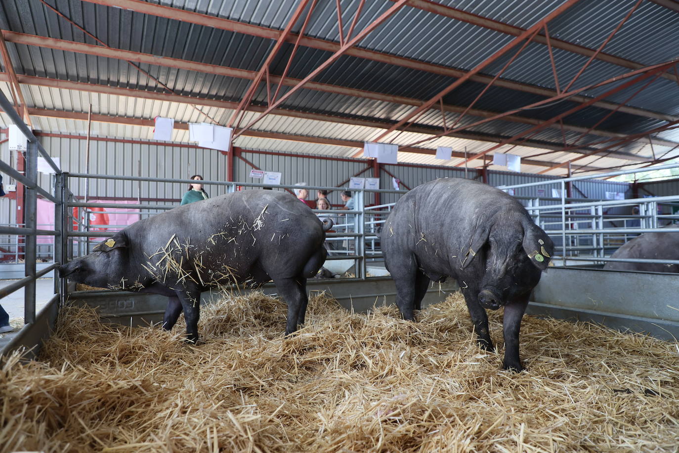 Las mejores imágenes del segundo día de Salamaq 2025