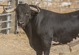 Coleterón, toro de la Virgen de la Encina de Macotera.