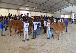 Concurso de hembras jóvenes de raza limusina.