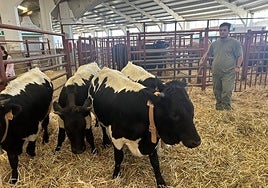 Las berrendas negras, con su cencerro, en la nave de autóctonas.