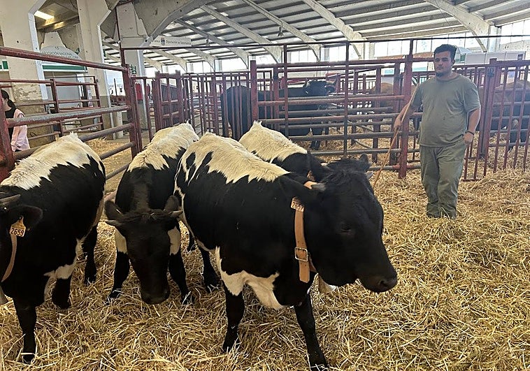 Las berrendas negras, con su cencerro, en la nave de autóctonas.