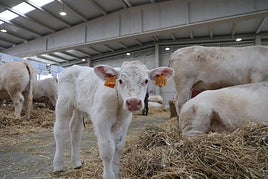 La ternerita, ayer, protegida entre las vacas y a la vista de su madre cuando acababa de abrir sus puertas el recinto.