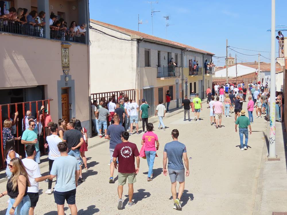 Un utrero de 540 kilos llena las calles de Macotera