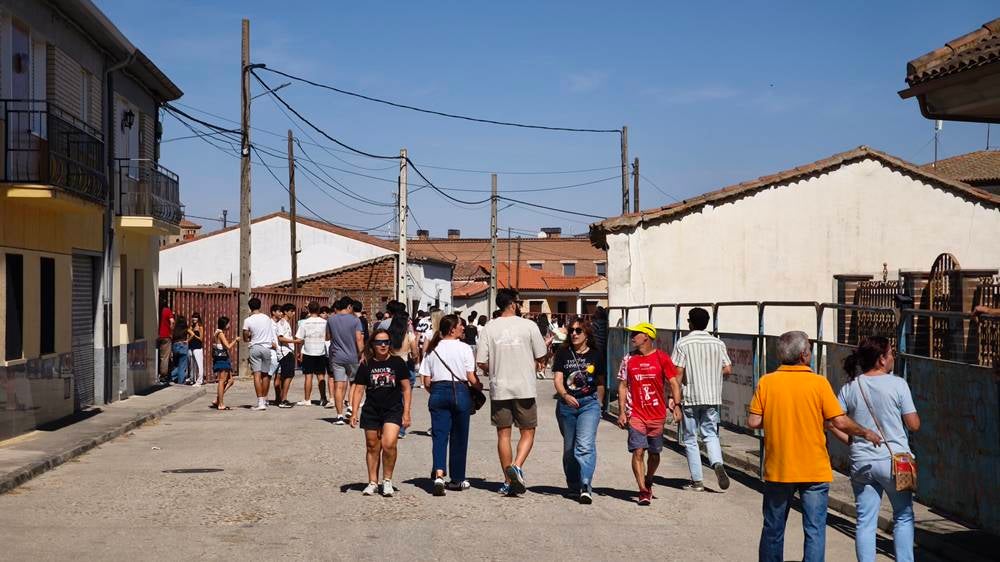Un utrero de 540 kilos llena las calles de Macotera