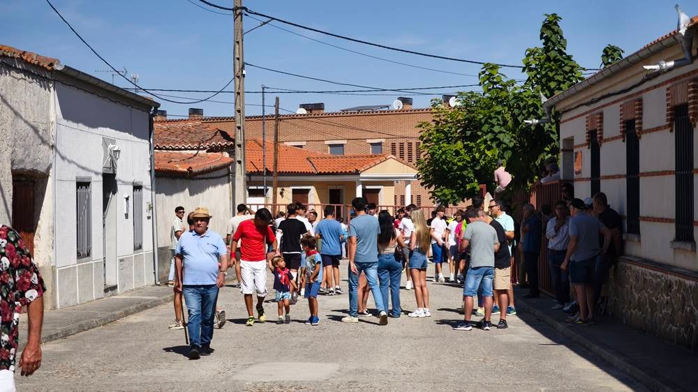 Un utrero de 540 kilos llena las calles de Macotera