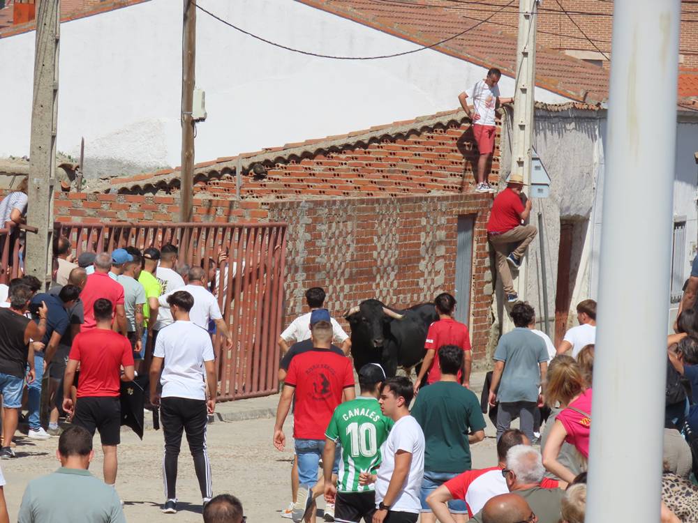 Un utrero de 540 kilos llena las calles de Macotera